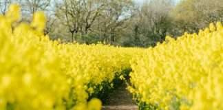 Entrega tus preocupaciones a Jesús