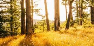 Triunfo de la bondad en Cristo