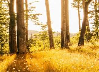 Triunfo de la bondad en Cristo