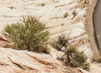 Guerra de los Pasteles