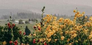 La perspectiva de Dios