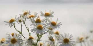 Cirugía de corazón