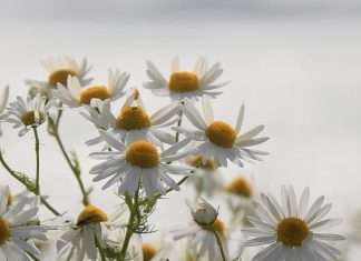 Cirugía de corazón