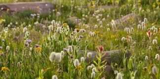 Firmes en la voluntad de Dios