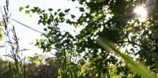 Cazar las pequeñas zorras