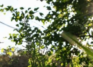 Cazar las pequeñas zorras