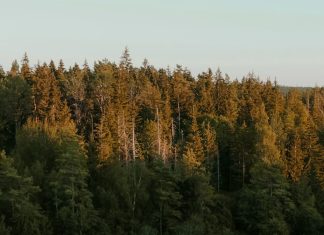 Persistir en la oración