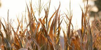 Un sentido de la justicia de Dios