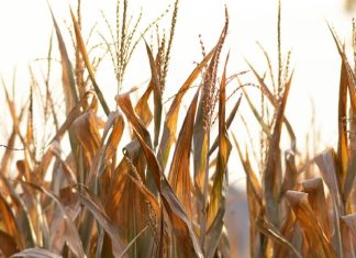 Un sentido de la justicia de Dios