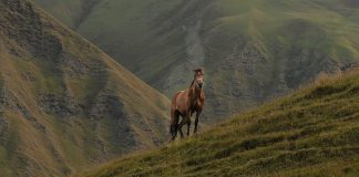 No avergonzarse de Jesús