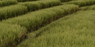 Impotentes, pero con oración