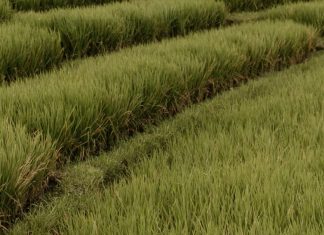 Impotentes, pero con oración