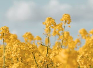 El poder de resurrección de Cristo