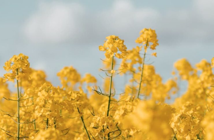 El poder de resurrección de Cristo