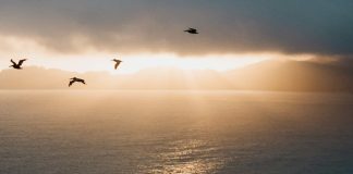 Un Salvador migrante