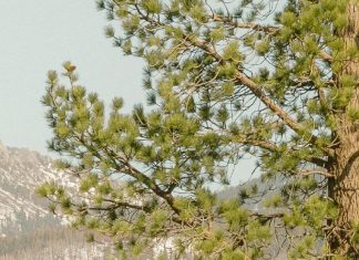 Una postura de oración