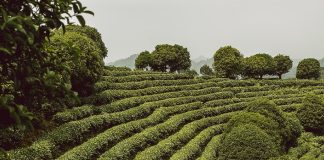 Grandioso y a la vez compasivo