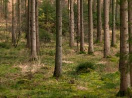 Fortalecerse en Dios