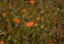 Reutilizado por Dios