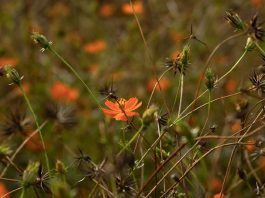 Reutilizado por Dios