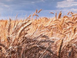 Alabanza constante a Dios