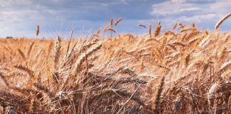 Alabanza constante a Dios