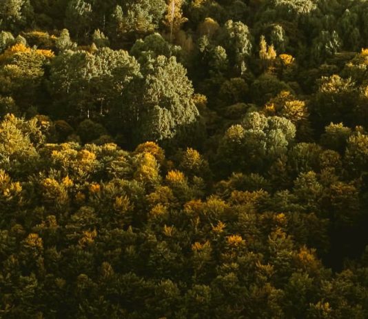 Bondad hacia los que sufren