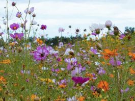 La gracia suficiente de Dios