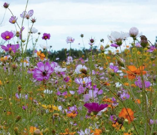 La gracia suficiente de Dios