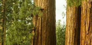 Creer más de lo que vemos