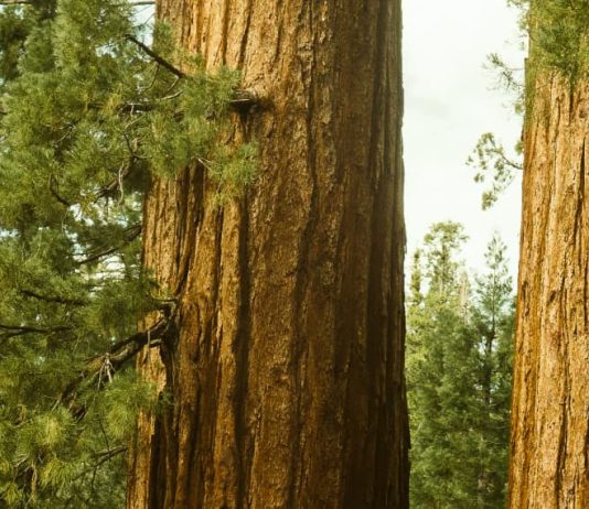 Creer más de lo que vemos