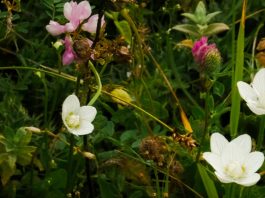 Generosidad hospitalaria