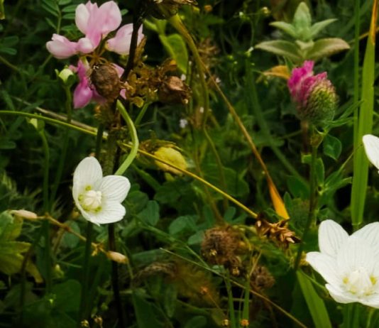 Generosidad hospitalaria