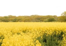 Cultivar la gratitud