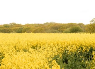 Cultivar la gratitud