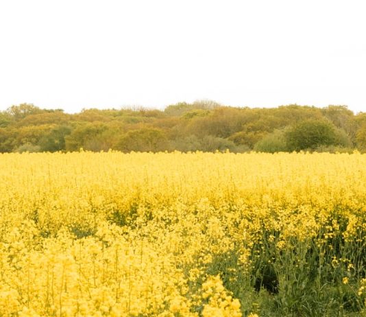 Cultivar la gratitud