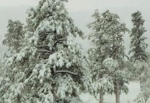 Con nosotros en la soledad