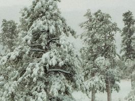 Con nosotros en la soledad