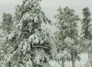 Con nosotros en la soledad