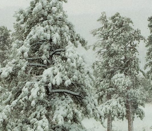 Con nosotros en la soledad