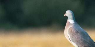 Ojos abiertos por Dios