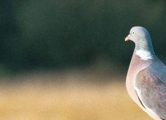 Ojos abiertos por Dios