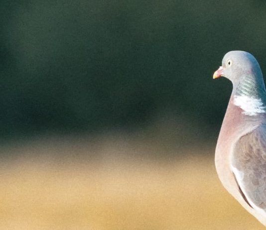 Ojos abiertos por Dios