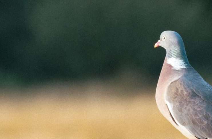 Ojos abiertos por Dios
