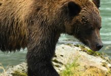 Nuestro rescatador amoroso