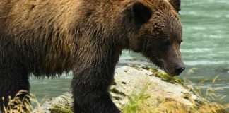 Nuestro rescatador amoroso