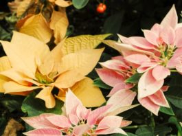 Corazones transformados por Dios