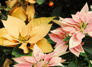 Corazones transformados por Dios