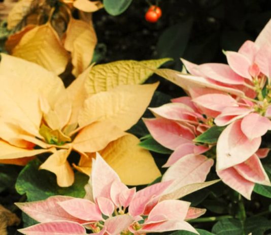 Corazones transformados por Dios