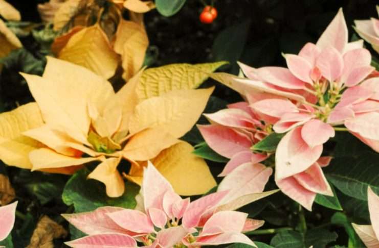 Corazones transformados por Dios